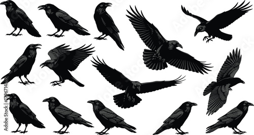 Raven crow silhouettes collection, detailed bird illustrations with feather textures, flying and perching poses, black wildlife bird artwork, vector icon set for 