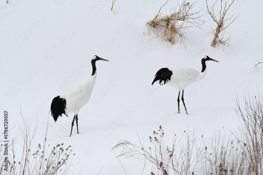 Naklejka premium Red-crowned cranes standing on snowy field in Hokkaido, Japan