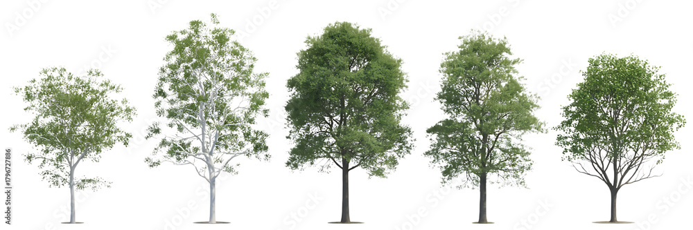 Fototapeta premium Five slender deciduous trees with green foliage and delicate branches isolated on transparent background