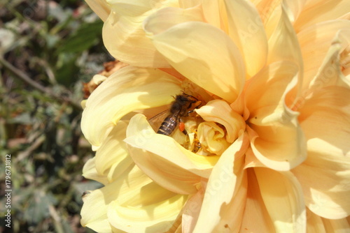 Bee extracting nector or pollen from Dahlia flower