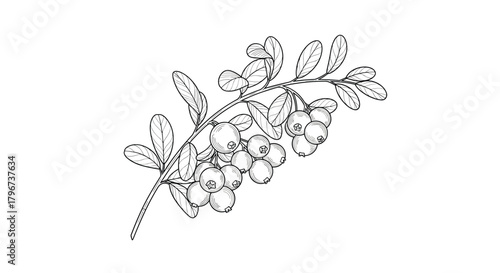 Black and white illustration of a branch with ripe lingonberries and green leaves.
