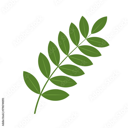 A vibrant green leaf branch with multiple leaflets arranged in a symmetrical pattern on a white background.