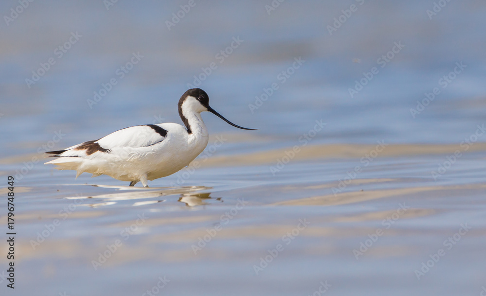 Fototapeta premium Pied avocet - feeding on the shore of lagoon in the cloud of mosquitoes