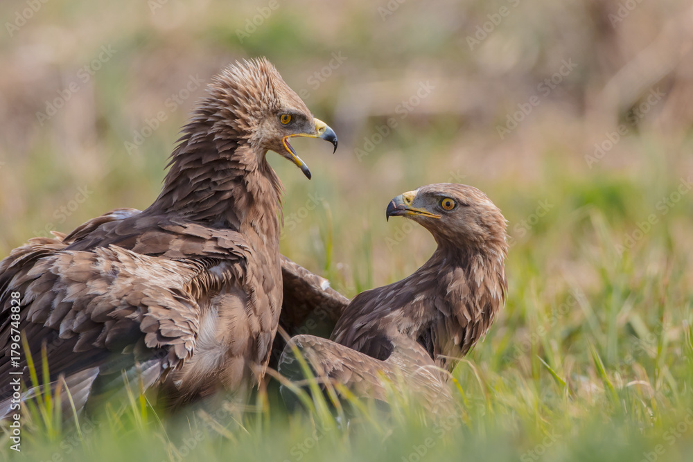 Fototapeta premium Lesser spotted eagle - pair of birds in spring