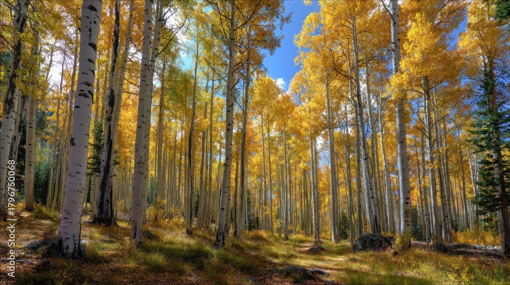 Fototapeta premium A iconic autumn landscape where Aspen gold meets covert financial symbolism.