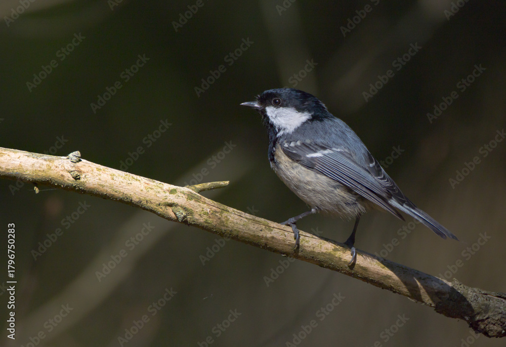 Fototapeta premium Coal tit in summer at a wet forest