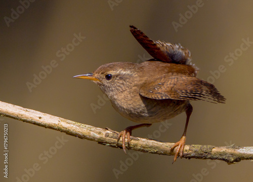 Eurasian Wren - in spring at a wet forest