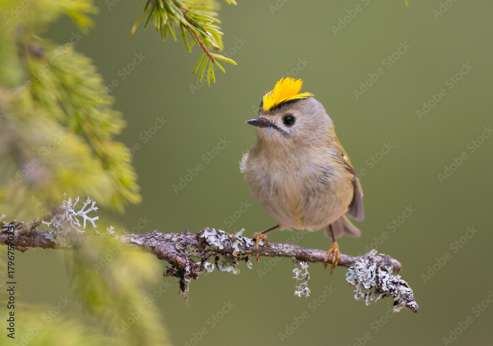 Naklejka premium Goldcrest - male bird at forest in spring