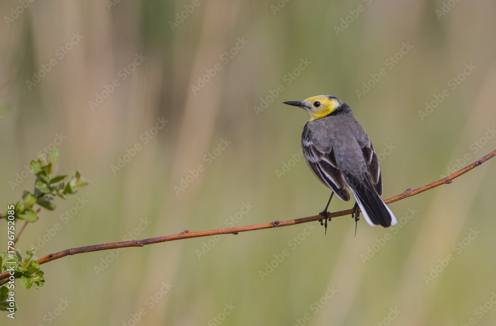 Fototapeta premium Citrine Wagtail - male bird at a wetland in spring