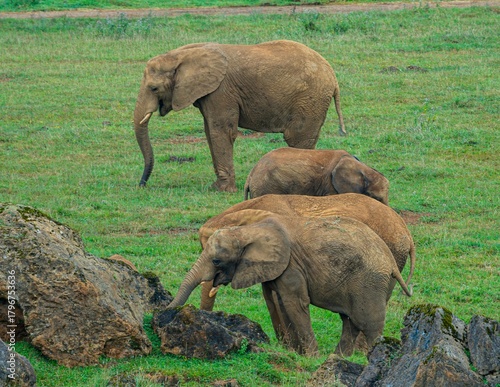 Photography elephants in the wild