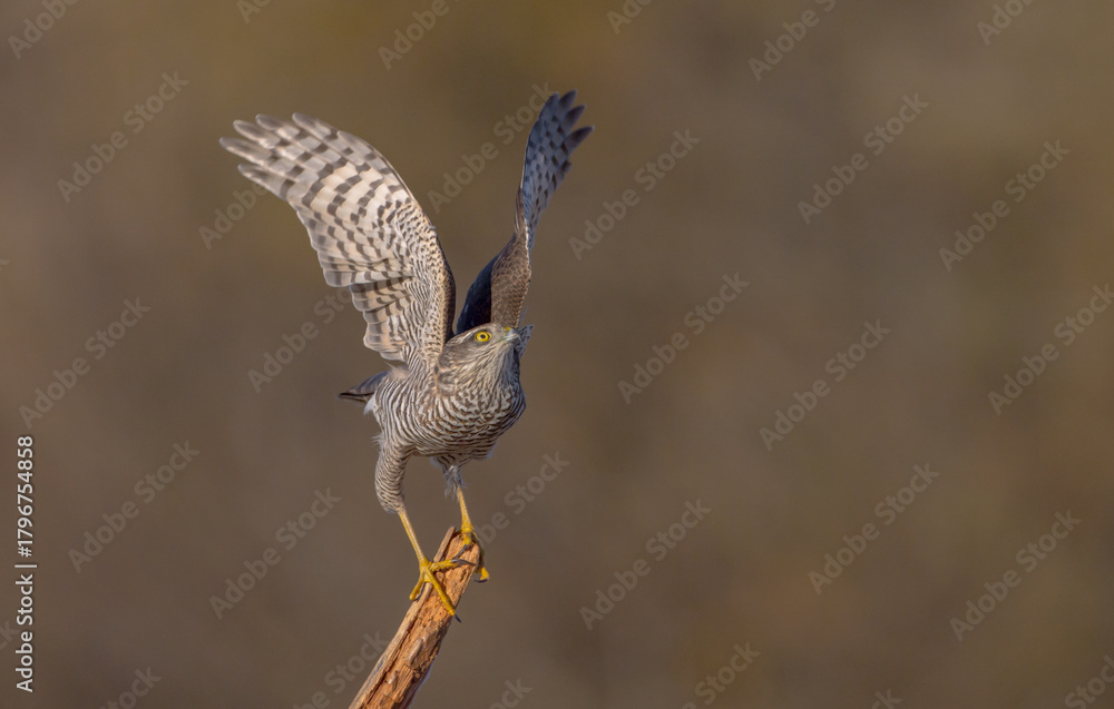 Fototapeta premium Eurasian Sparrowhawk - young male at the wet forest in autumn