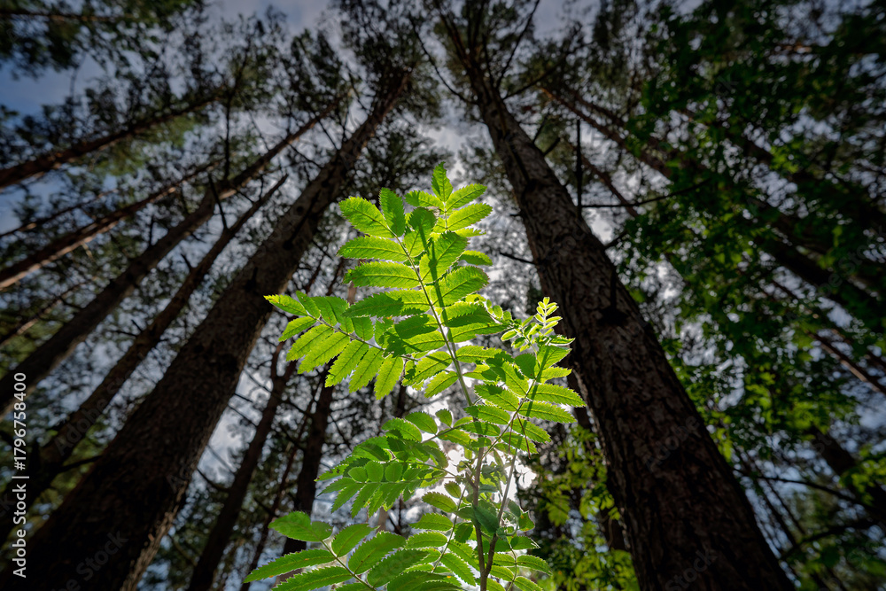 Fototapeta premium A light leaf in a dark forest.