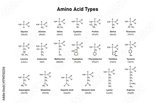 Amino Acid Types Science Design. Vector Illustration.