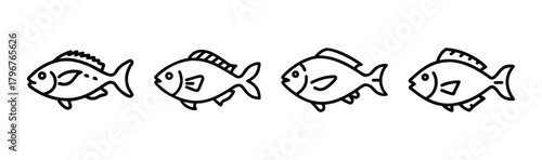 Scup porgy fish vector illustration for marine life themes