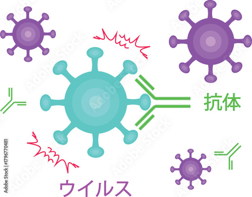 Antibodies neutralize viruses japanese transparent background
