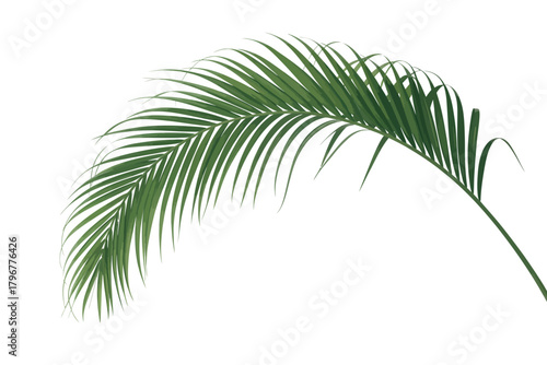 Single green palm frond arching gracefully against a white background