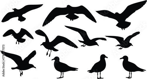 Seagull set. Silhouette seagull on white background