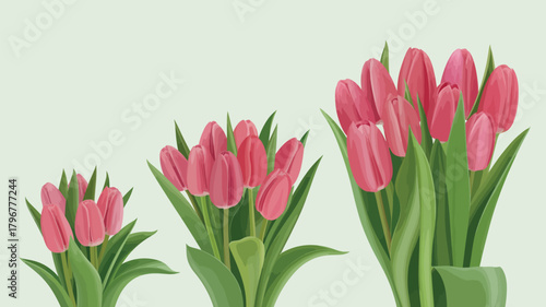Three stages of pink tulip bud growth on a light background