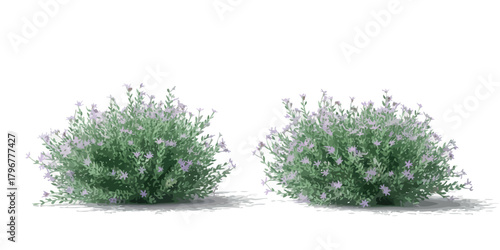 Two small green bushes with delicate leaves and a hint of purple flowers isolated on white