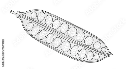 Detailed vintage style illustration of an open pea pod displaying the seeds inside, botanical drawing, monochrome sketch, isolated on white background.