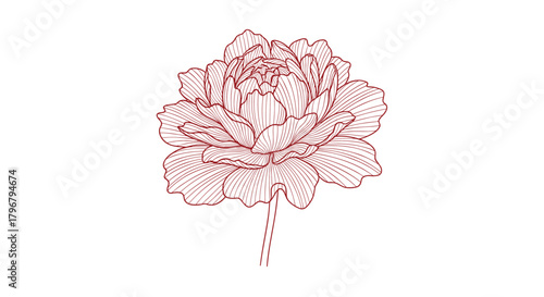 Delicate botanical illustration of a peony flower with intricate line work and a soft reddish hue, showcasing natural beauty and floral elegance.