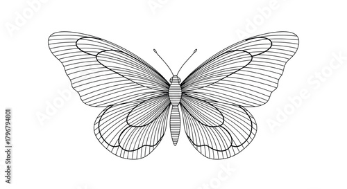 Detailed line art illustration of a butterfly with symmetrical wings spread, showcasing intricate patterns and delicate features, perfect for design elements.