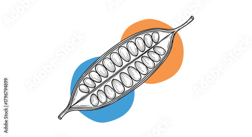 Detailed botanical illustration of an open carob pod displaying numerous dark seeds against a backdrop of blue and orange circles.