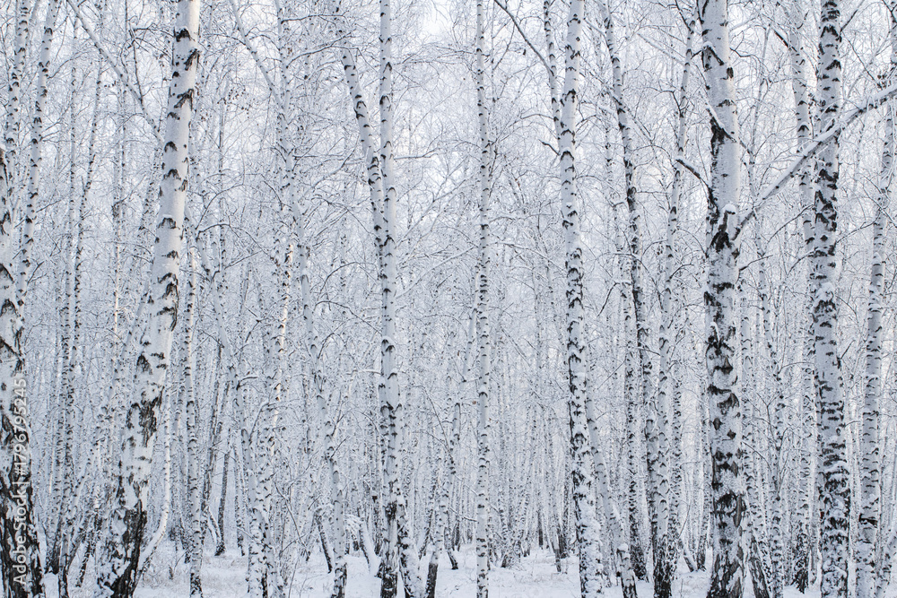 Fototapeta premium A birch forest in winter, covered in frost, against the backdrop of a blue sky at sunset