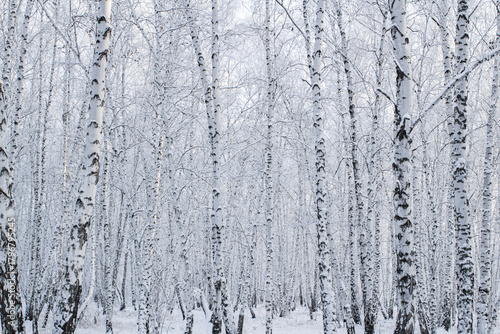 A birch forest in winter, covered in frost, against the backdrop of a blue sky at sunset