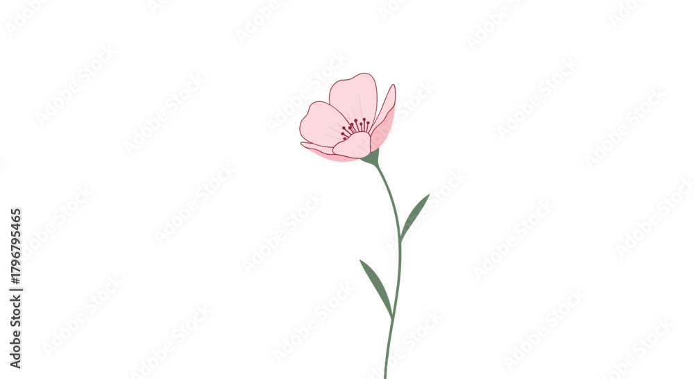 Fototapeta premium A delicate illustration of a single pink wildflower with gently curved petals and a slender green stem against a clean white background.