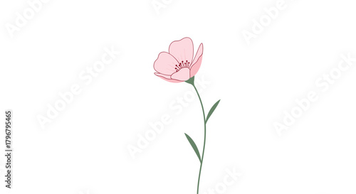 A delicate illustration of a single pink wildflower with gently curved petals and a slender green stem against a clean white background.