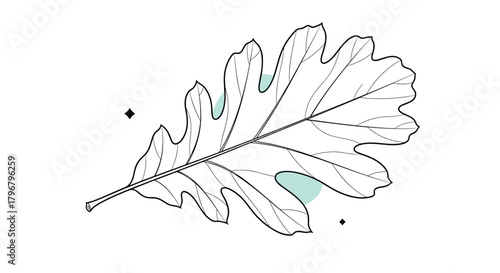 Detailed botanical illustration of an oak leaf with visible veins and lobed edges, showcasing natural plant anatomy and delicate line work.