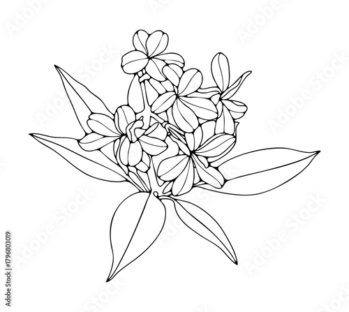Plumeria flower black outline isolated on white background. Hand drawn floral illustration