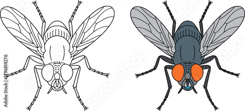 Detailed house fly illustration with outline and colored versions, entomology insect drawing, vector style pest graphic for education and design