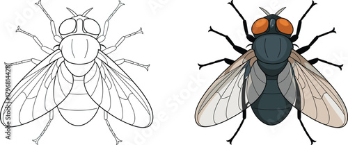 Detailed vector illustration of housefly insect with line art and colored version, isolated on white background for education, design, and biology
