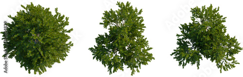 Laurus nobilis tree plan, top view, cutout, transparent background, isolate, Lush green trees from above for landscape design and architectural plans