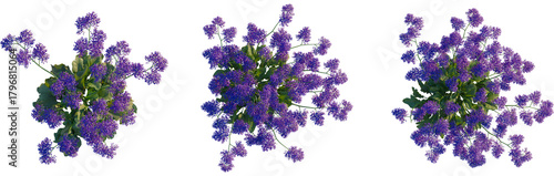 Quadro su tela Limonium perezii tree plan, top view, cutout, transparent background, isolate, S