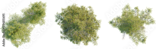 Fotografie Picea mariana tree plan, top view, cutout, transparent background, isolate, Lush