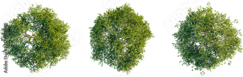 Pinus pinea tree plan, top view, cutout, transparent background, isolate, Lush green tree canopies from above bring natural elements to designs