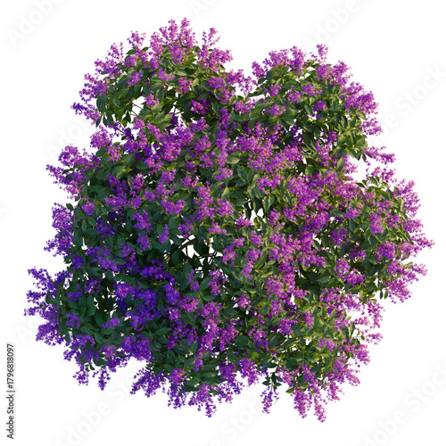 Tableau sur toile Syringa oblata tree plan, top view, cutout, transparent background, isolate, Vib