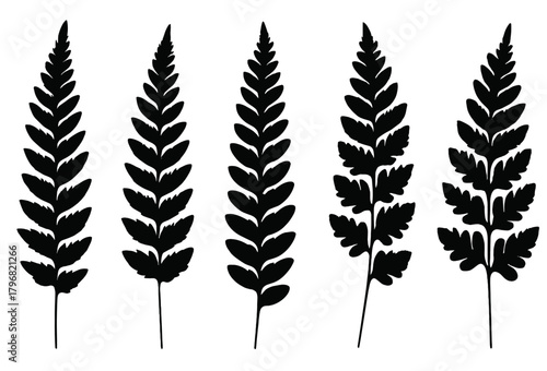 Various fern leaf silhouettes showcasing nature's intricate design in a minimalist style