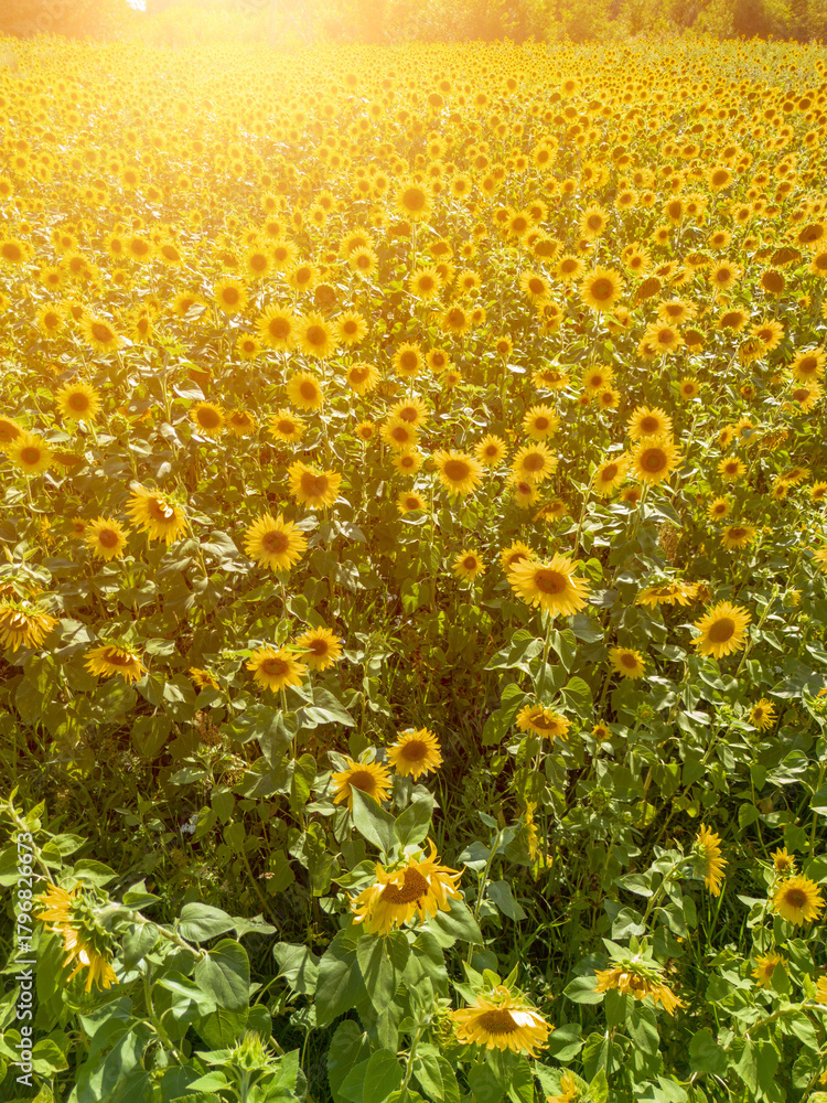 Obraz premium Bright sunflower field stretches towards the horizon on a sunny day