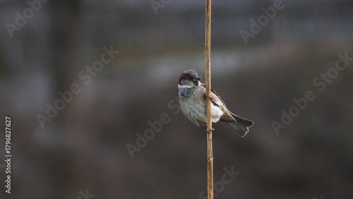 Canvastavla Telephoto of a sparrow with blurry bakground