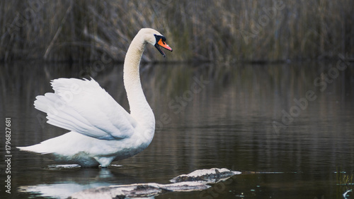 Fototapeta Naklejka Na Ścianę i Meble -  Portrait of a swan with a blurry background