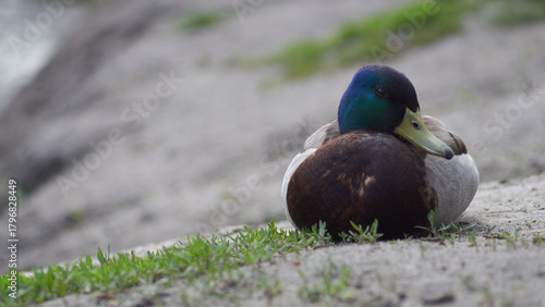 A close-up of a duck
