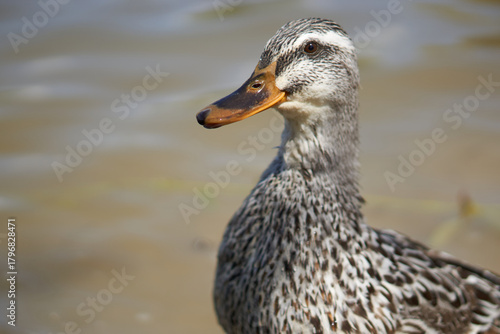 A close-up of a duck