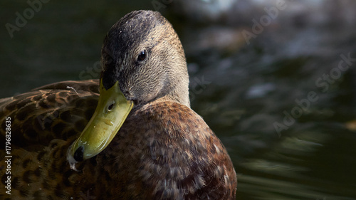 A close-up of a duck