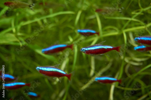 colorful fish in the fish-tank