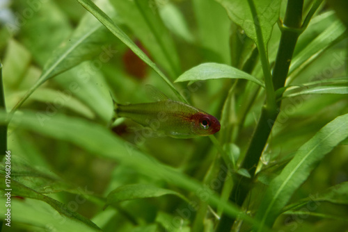 Small fish in a fish-tank