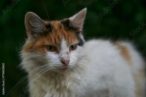 Portrait of a cat on a street with blurry background                               